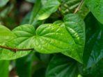 daun-sirih-2.jpg
