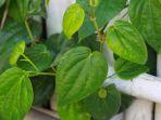 daun-sirih-4.jpg