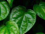 daun-sirih-5.jpg