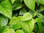 daun-sirih.jpg