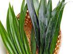 daun-suji-2.jpg