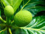 daun-sukun-1.jpg