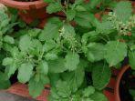 daun-tulsi-atau-kemangi-suci.jpg