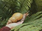 foto-hanya-ilustrasi-siput-raksasa-menyerang-kota-di-florida-as-pemerintah-berlakukan-lockdown-5.jpg