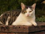 hewan-kucing.jpg