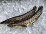 ikan-gabus.jpg