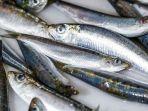 ikan-haring-1.jpg