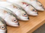 ikan-kembung.jpg