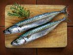ikan-makarel-1.jpg