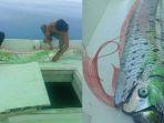 ikan-oarfish-muncul-ke-permukaan.jpg