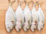 ikan-tongkol1.jpg