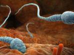 ilustrasi-analisis-sperma-pria.jpg