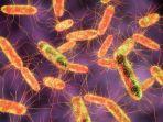 ilustrasi-bakteri-salmonella-typhi.jpg