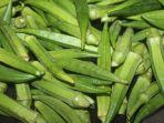 ilustrasi-bendi-atau-okra-bisa-menurunkan-kadar-gula-darah-3.jpg