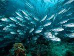ilustrasi-bigeye-tuna-atau-tuna-mata-besar.jpg