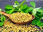 ilustrasi-biji-fenugreek.jpg