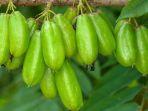 ilustrasi-buah-belimbing-wuluh.jpg