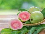 ilustrasi-buah-jambu-biji.jpg