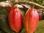 ilustrasi-buah-kakao.jpg