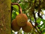 ilustrasi-buah-nangka-4.jpg