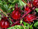ilustrasi-bunga-rosella-bisa-menurunkan-gula-darah.jpg