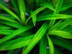 ilustrasi-daun-pandan.jpg