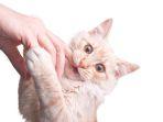 ilustrasi-digigit-kucing.jpg