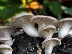 ilustrasi-jamur-tiram-yang-hidup-di-alam-bebas.jpg