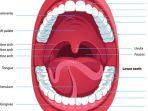 ilustrasi-kelenjar-air-liur-di-dalam-rongga-mulut.jpg