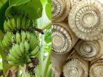 ilustrasi-manfaat-batang-pohon-pisang.jpg