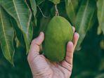 ilustrasi-mangga-2.jpg
