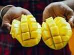 ilustrasi-mangga-segar.jpg