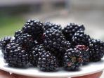 ilustrasi-nilai-gizi-blackberry-x.jpg