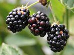 ilustrasi-nilai-gizi-blackberry.jpg