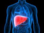 ilustrasi-organ-liver.jpg