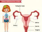 ilustrasi-organ-reproduksi-perempuan-ovarium-serviks.jpg