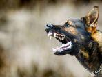 ilustrasi-rabies-atau-penyakit-anjing-gila.jpg