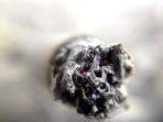 ilustrasi-rokok-4.jpg