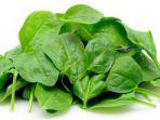 ilustrasi-sayur-bayam.jpg
