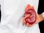 ilustrasi-seseorang-yang-memiliki-satu-ginjal-sejak-lahir-atau-single-kidney.jpg