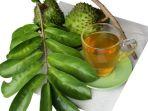 ilustrasi-teh-daun-sirsak.jpg