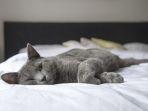 ilustrasi-tidur-bersama-kucing-apakah-baik-untuk-kesehatan-3.jpg