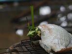 ilustrasi-tilapia.jpg