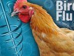 ilustrasi-wabah-flu-burung.jpg