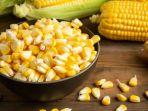 jagung.jpg
