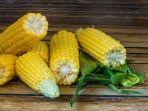 jagung1.jpg