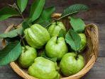 jambu-biji-1.jpg