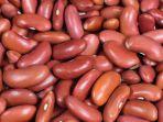 kacang-merah1.jpg