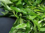 kangkung_1.jpg