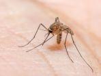 malaria-1.jpg